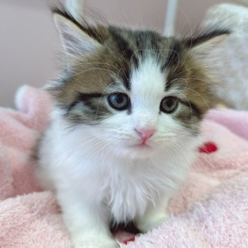 ラガマフィン【広島県・男の子・2025年11月16日・ブラウンタビー&ホワイト】の写真「初ラガマフィンベビ♪成長が楽しみです♪」