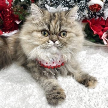 エキゾチックロングヘア【広島県・女の子・2025年6月8日・ブラウンタビー】の写真「他の子とも仲良くできます♪甘えん坊」