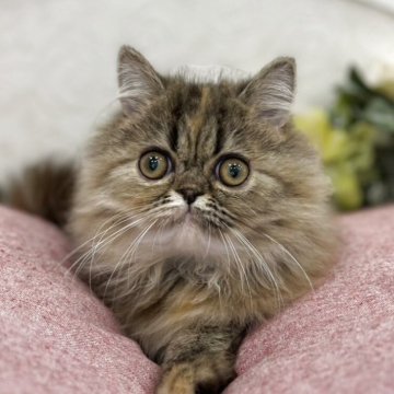 エキゾチックロングヘア【広島県・女の子・2025年6月8日・ブラウンタビー】の写真「兄弟仲良し☆遊ぶの好きです」