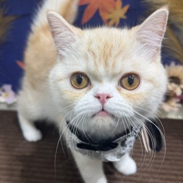 ミヌエット(長足)【広島県・男の子・2025年3月20日・クリームタビー&ホワイト】の写真「とってもたれ目のかわいこくん」