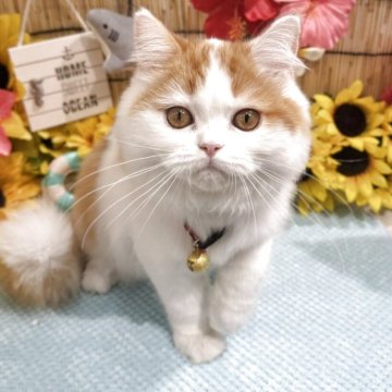 フォールデックス【広島県・男の子・2025年3月1日・ホワイト&レッド】の写真「超甘えん坊のごろごろちゃん」