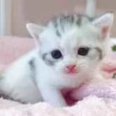 スコティッシュフォールド(立ち耳)