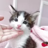 ノルウェージャンフォレストキャット