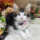 ノルウェージャンフォレストキャット