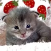 メインクーン
