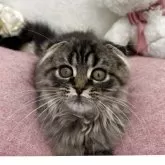 スコティッシュフォールド(折れ耳)