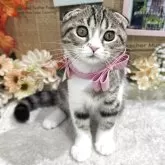 スコティッシュフォールド(折れ耳)