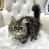 エキゾチックロングヘア