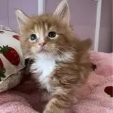 メインクーン
