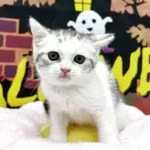 スコティッシュフォールド(立ち耳)