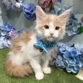 メインクーン