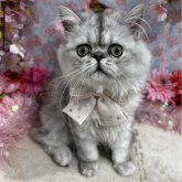 エキゾチックロングヘア