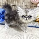 ペルシャ