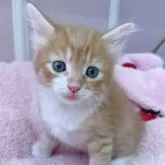 ノルウェージャンフォレストキャット