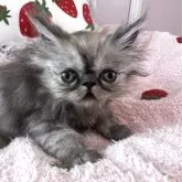 ペルシャ