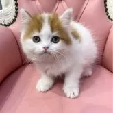 フォールデックス