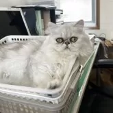 ミヌエット(短足)【広島県・女の子・2025年6月2日・ブラウンタビー&ホワイト】の写真3「ママ」