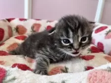 スコティッシュフォールド(折れ耳)【広島県・男の子・2024年12月23日・ブラウンタビー】の写真3