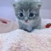 ラガマフィン×ラグドールのミックス【広島県・女の子・2025年3月15日・ブルータビー&ホワイト】の写真4