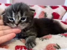 スコティッシュフォールド(折れ耳)【広島県・男の子・2024年12月23日・ブラウンタビー】の写真4