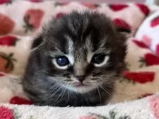 スコティッシュフォールド(折れ耳)【広島県・男の子・2024年12月23日・ブラウンタビー】の写真5