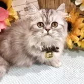 ミヌエット(短足)【広島県・女の子・2025年3月20日・シルバータビー】の写真5