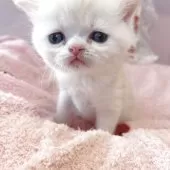 ミヌエット(長足)【広島県・男の子・2025年3月20日・クリームタビー&ホワイト】の写真6