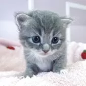 ラガマフィン×ラグドールのミックス【広島県・女の子・2025年3月15日・ブルータビー&ホワイト】の写真6