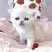 ミヌエット(長足)【広島県・男の子・2025年3月20日・クリームタビー&ホワイト】の写真7