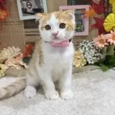 スコティッシュフォールド(折れ耳)【広島県・男の子・2025年9月1日・レッドタビー&ホワイト】の写真8