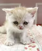 ミヌエット(長足)【広島県・男の子・2025年3月20日・クリームタビー&ホワイト】の写真9