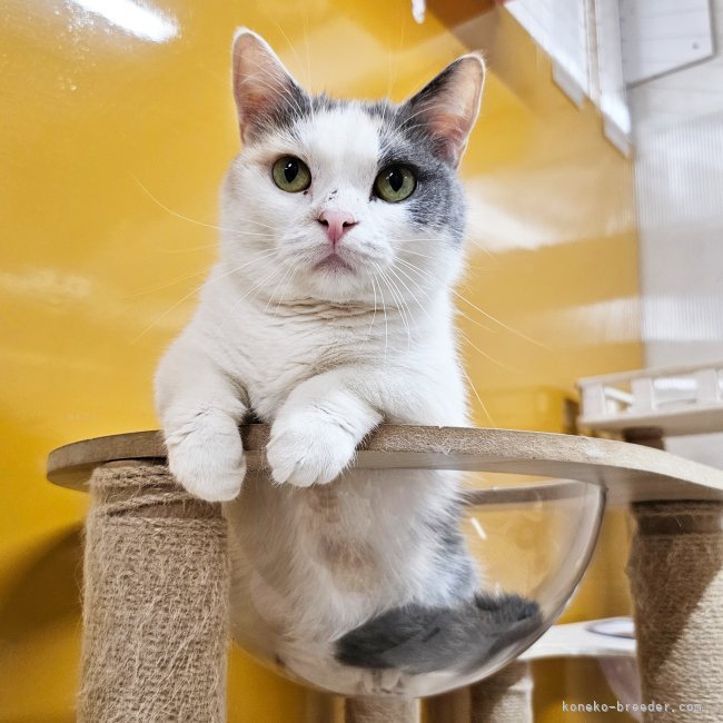 マンチカン【・女の子・2022年5月8日・ダイリュート】