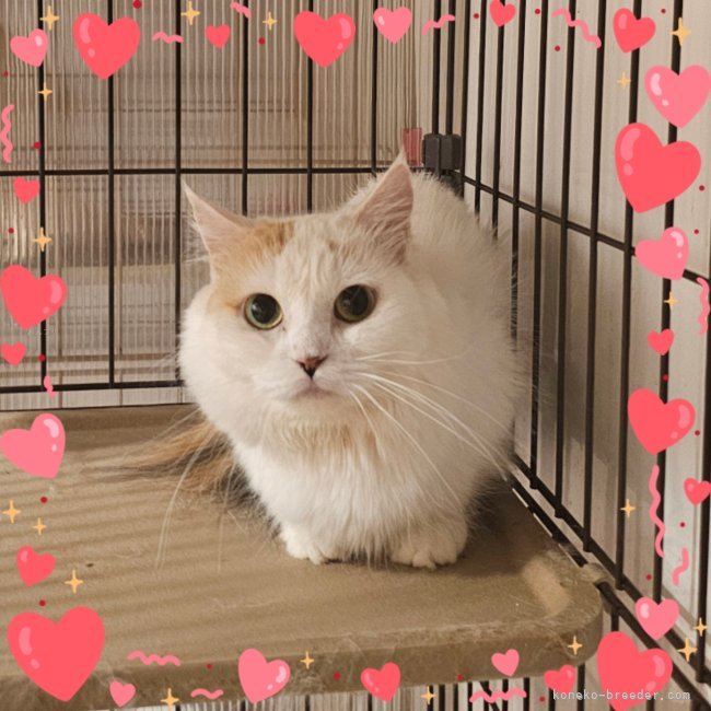 ミヌエット【・女の子・2021年12月20日・キャリコ バン】