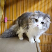 スコティッシュフォールド【・男の子・2023年3月23日・ブルー&ホワイト】