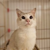 マンチカン【・女の子・2024年8月2日・ブルーリンクスポイント&ホワイト】