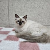 バーマン【・女の子・2023年7月28日・チョコレートポイント】