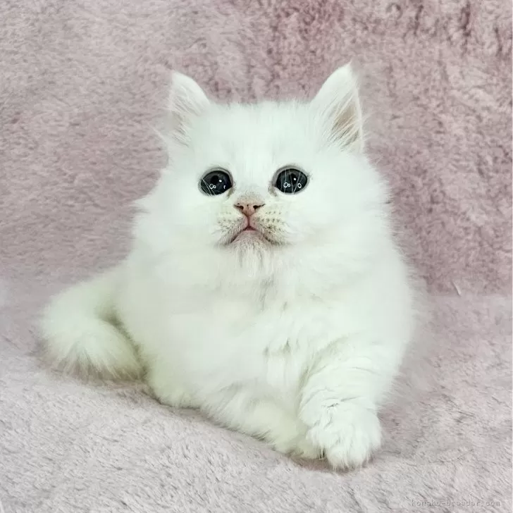 Y.A 様のお迎えした子猫