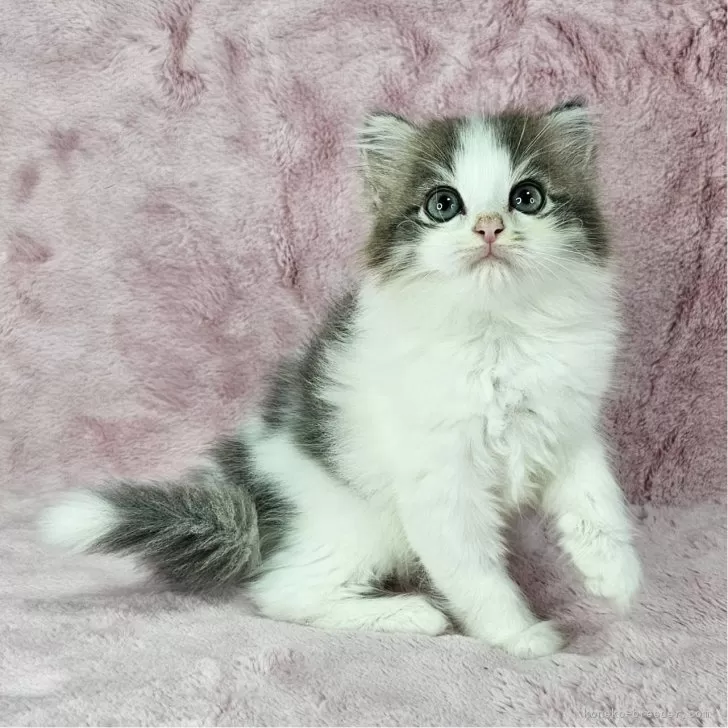 ID：2505-02907の子猫