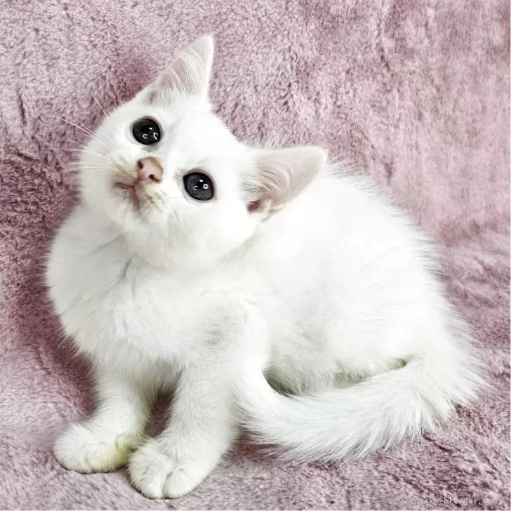 ID：2504-00316の子猫