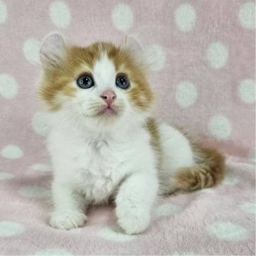 マンチカン(長足)【千葉県・男の子・2025年6月19日・レッドタビー&ホワイト（長毛）】の写真「反り耳のイケにゃんくん♡」