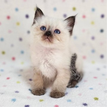 バーマン【千葉県・男の子・2025年10月4日・シールポイント（長毛）】の写真「パパは外産猫♪」