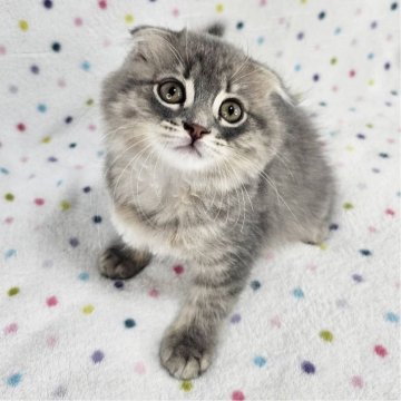 マンチカン【千葉県・女の子・2025年2月28日・ブルーマッカレルタビー（長毛）】の写真「折耳の美猫♡」