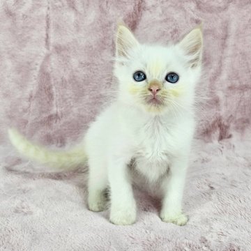 バーマン【千葉県・男の子・2025年4月27日・レッドポイント（長毛）】の写真「可愛いイケにゃん」