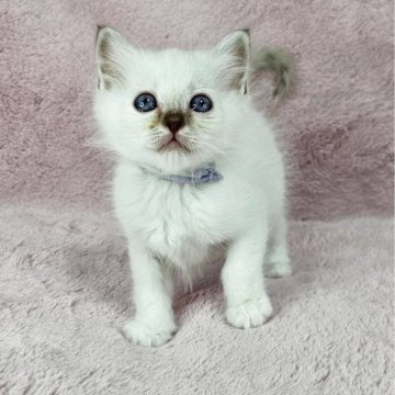 バーマン【千葉県・男の子・2025年5月31日・チョコレートリンクスポイント（長毛）】の写真「可愛いイケにゃん♡」