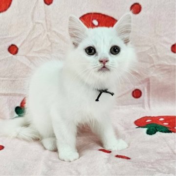 マンチカン(長足)【千葉県・女の子・2025年8月3日・ホワイト(長毛)】の写真「純白の美猫♡」