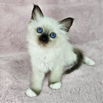 バーマン【千葉県・女の子・2025年5月29日・シールポイント（長毛）】の写真「美猫♡」