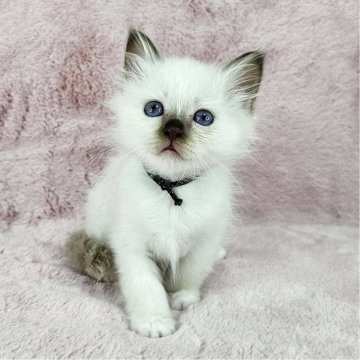 バーマン【千葉県・女の子・2025年5月11日・チョコレートトーティーポイント（長毛）】の写真「美猫ちゃん♡」