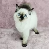 バーマン