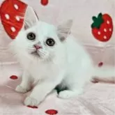 マンチカン(長足)