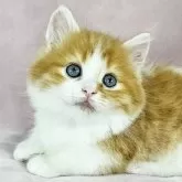 マンチカン(短足)【千葉県・男の子・2024年11月24日・レッドマッカレルタビー&ホワイト】の写真1